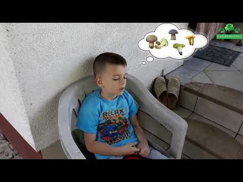 Faris Poslije berbe Gljiva