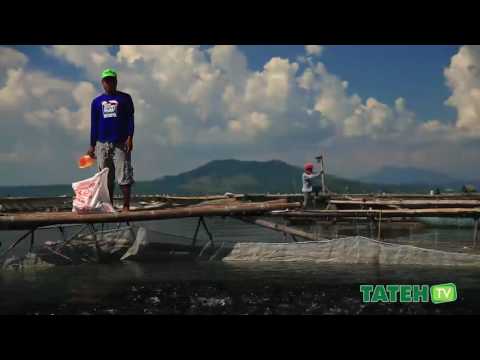 Sustainable Tilapia Cage Culture in Taal Lake | TatehTV Episode 09
