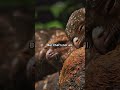 Meet the Oilbird: A Bird that Thinks It's a Bat! 🦉🦇 #shorts #shortvideo #animals #birds #oilbird