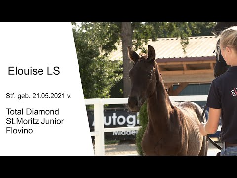 Stf v Total Diamond x St Moritz Junior x Flovino 2022