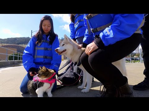 Go Kayaking With Rosie The Rescue Cat And Her Best Pal, Lilo The Dog