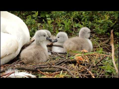 Naissance de cygneaux tuberculé - 1 ère journée  - au lac Daumesnil à Vincennes 2016 - baby swan