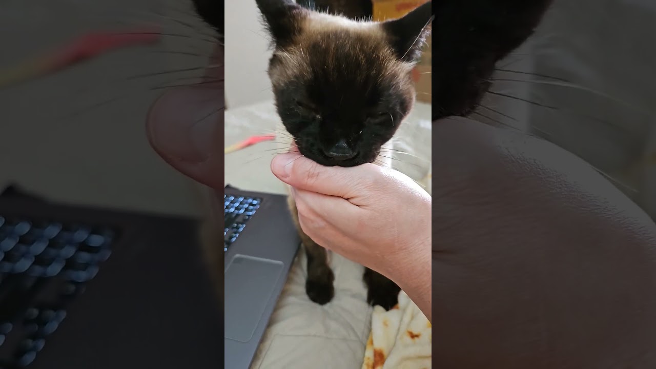 Enlarge GRAVY, a ADOPTABLE Siamese in Chattanooga, TN video 6/6