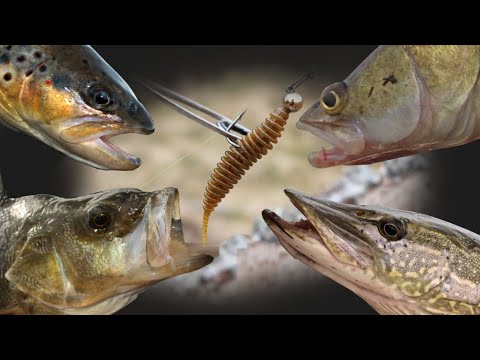 Why isn't Tanta fishing ? Few reasons