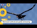 Roofvogel kan jonkies krijgen zonder te paren