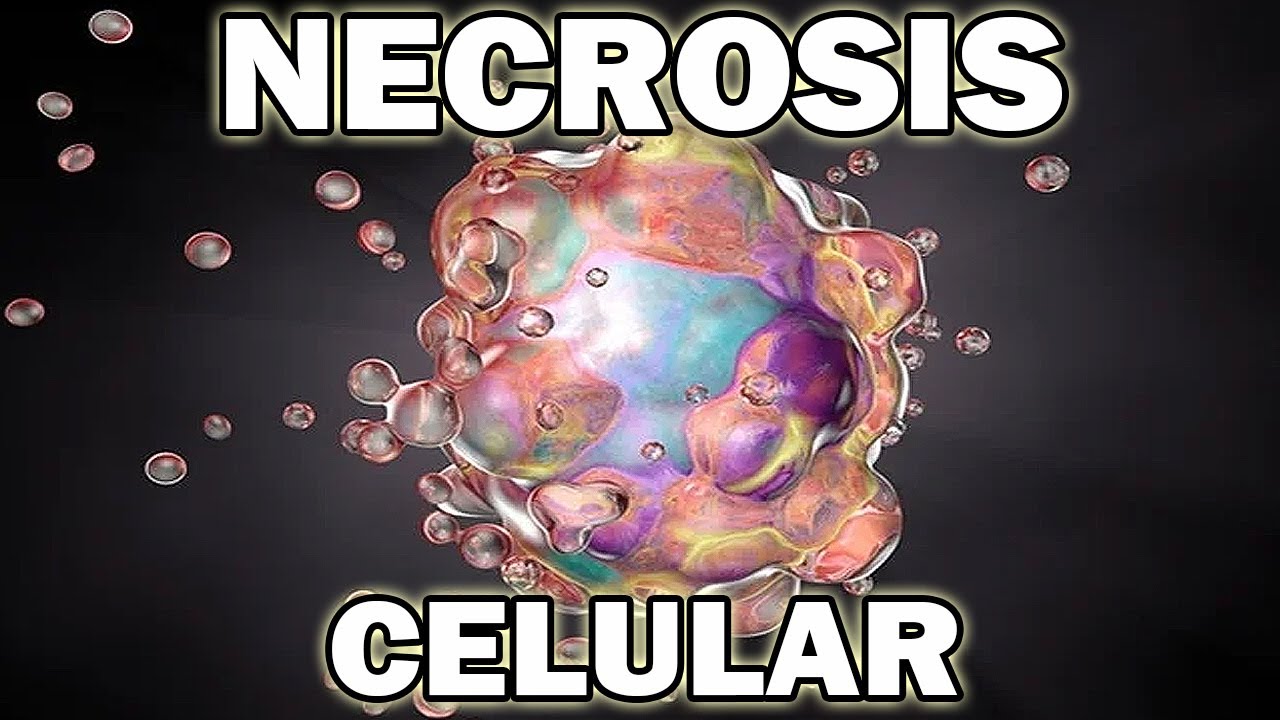 La necrosis celular: el proceso destructivo que debes conocer😨🧫🔬