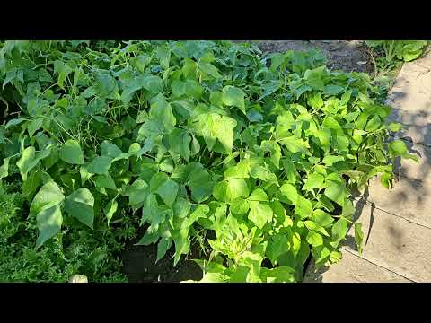 Gartenrundgang Ende August