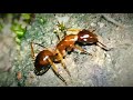 Primitive War War In The Ants World