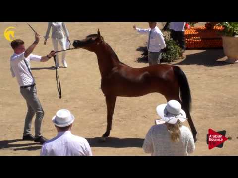 N.17 BATALAH DE CARTHEREY - MENTON 2017 - Yearling Fillies (Class 1B)