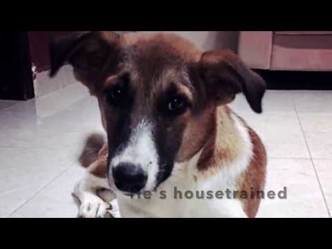 Adopt Naji the Canaan Dog