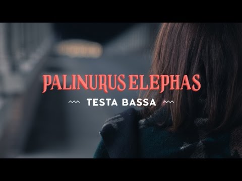 Palinurus Elephas-Testa bassa