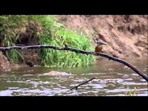 New Airborne Technology Automatically Finds Whales