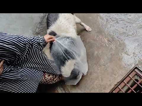 Please don't drive them away in this rain,🙏😥#video #animalslover #youtubevideos #raindays