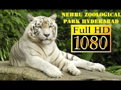 Nehru Zoological Park description and photos - India: Hyderabad |  