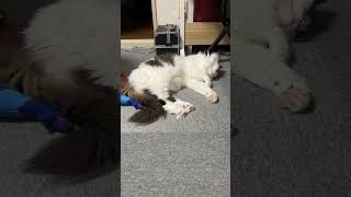 ぐっすりとお昼寝中の猫【ノル猫ミロシー】 #shorts