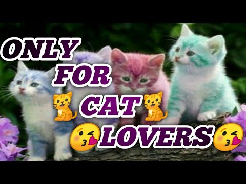 For cat lovers video status song🐈🐈😍😘 , Sudiksha status maker , #sudiksha status maker