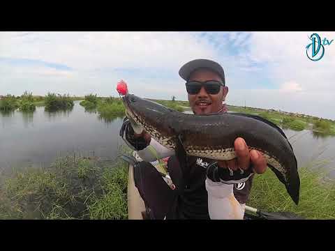 DevilCraft Fishing TV #17 - Snakehead Fieldtest, BatuKawan