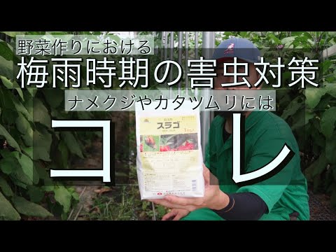 カタツムリやナメクジを追い払うにはどうすればいいですか？植物を救うおばあちゃんの治療法  庭園