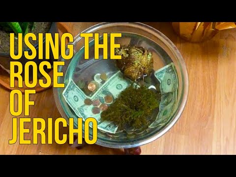 How to Use Rose of Jericho (Rosa de jericó) for Spiritual Work/Spells