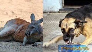 Կարմրավիզ կենգուրուները՝ թափառող շների զոհ. ինչպե՞ս է ոհմակը ներխուժել կենդանաբանական այգի