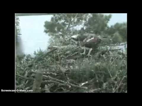 Osprey Loch of the Lowes 22 May 2013  6.50 p.m.
