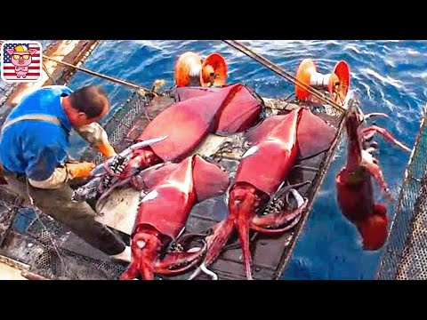 Automatic Giant Squid Fishing - How Giant Squid Cutting &Processing in Factory | Processing Factory