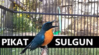 Download lagu tledekan bakau jamin langsung EMOSI & Bongkar isian jika dengar suara sulingan gunung gacor dor ini mp3