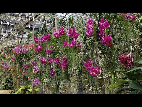 VANDAS AT PALMER ORCHIDS. www.palmerorchids.com