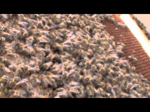 Cum putem ierna mai mult de 3 roi intr-un Bio Stup, eliminand condensul, castigand caldura si ...