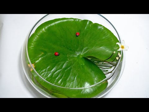 Grow Water lilly TimeLapse  Growing Lotus Plant and Flowers Blooming Time-lapse