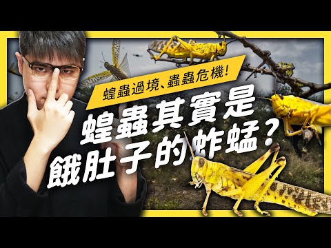 蚱蜢變蝗蟲