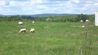 preview picture of video 'Leominster: Sheep Grazing @ Former Landfill (Mechanic Street)'