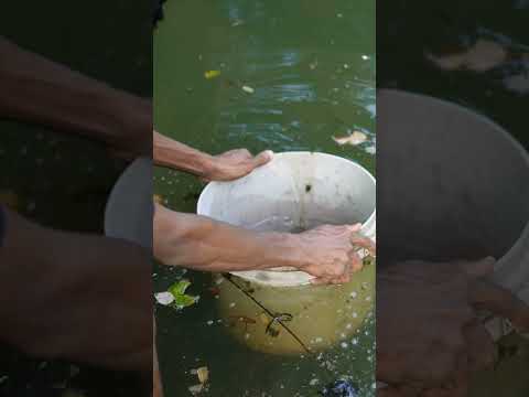 rescued 100 mushi fish