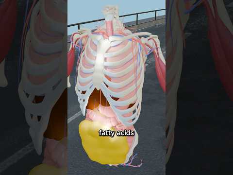 How Your Body Burns Fat for Energy! 🔥