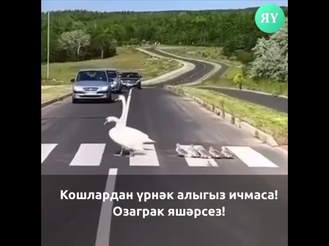️Кошлардан үрнәк алыгыз ичмаса! Озаграк яшәрсез!