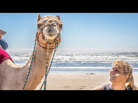 What's a camel doing on the beach in Morro Bay?