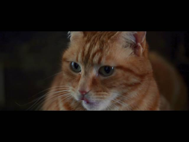 A Street Cat Named Bob - Stairwell Clip - At Cinemas November 4