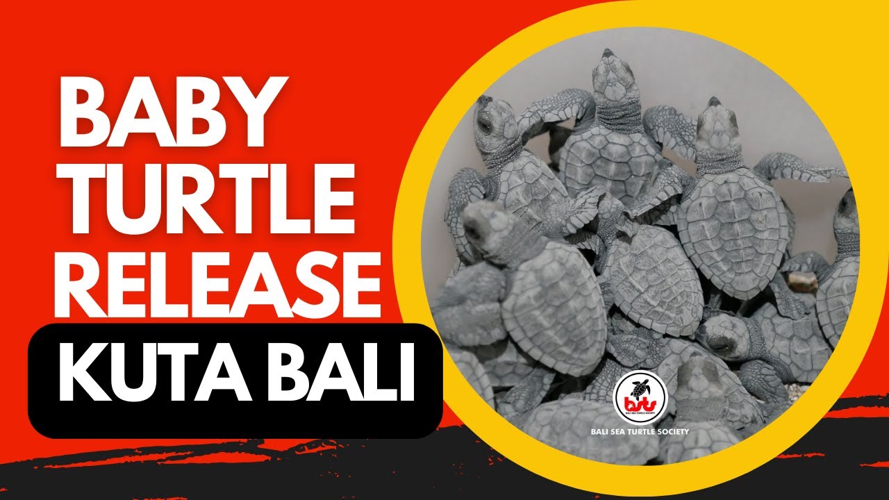 Witness Baby Turtle released at Bali Sea Turtle Society.