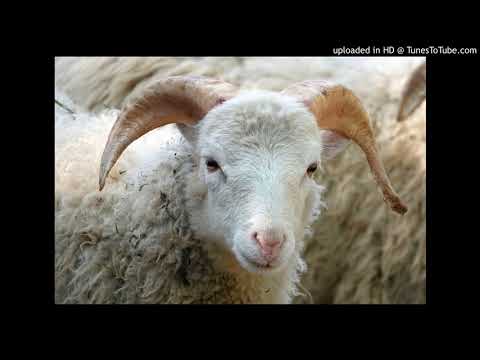 108. Dele TDJ... La Oveja Descarriada - Francisco Lomuto - Instrumental - 17-11-1927