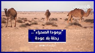 "برمودا الصحراء".. رحلة الموت التي تهدد حياة الرحل بالمغرب thumbnail