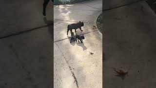 Video preview image #3 French Bulldog Puppy For Sale in VENICE, CA, USA