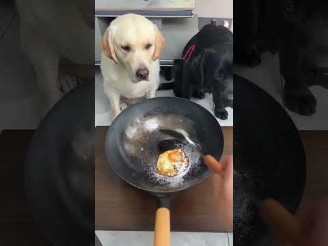 Kind Dog Refuses Food Until Friend Eats 🐶🥺 #Shorts #Viral