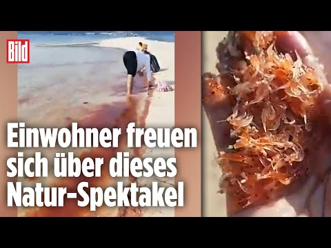 Traumstrand wird zum Blutstrand | Philippinen