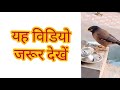 Common Myna