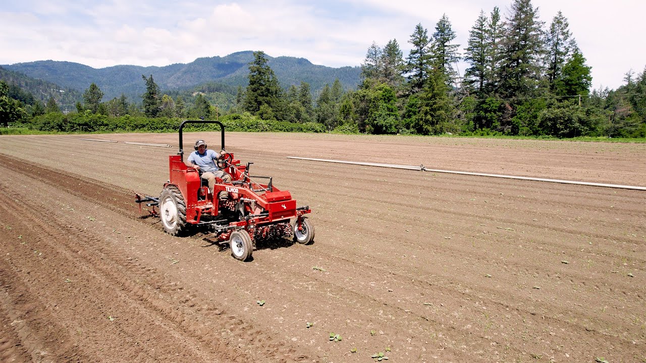 Eliminating Weeds In A Pumpkin Patch Without Hand Labor Or Chemicals!