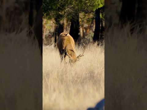 Red stag and his friend bird