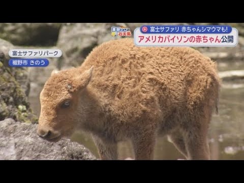 YouTube Video かわいいアメリカバイソンの赤ちゃんを一般公開　静岡・裾野市「富士サファリパーク」