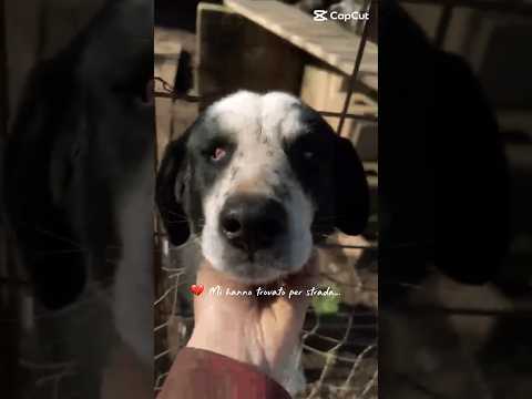 Regalo Ben Splendido Giovanotto Cerca Famiglia 