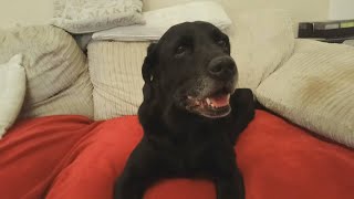 Snoopy Update (3), TPLO Surgery, My 50th.