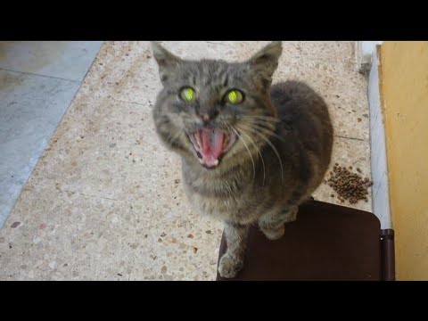 Vermi in una mossa di fondo Aridità in una bocca a vermi